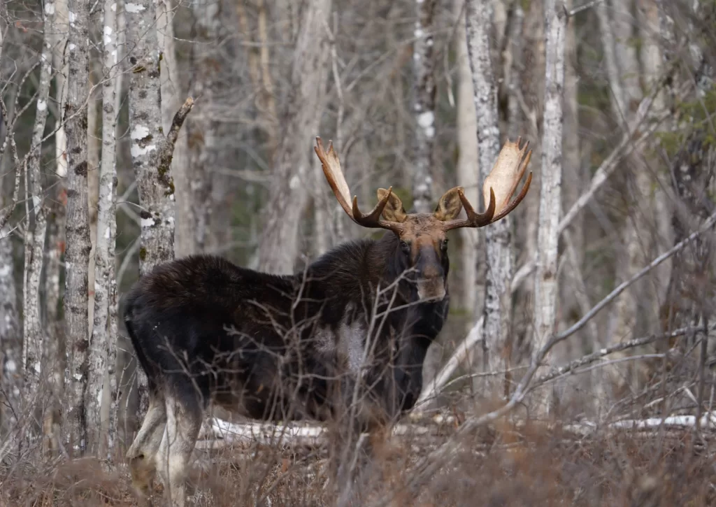 bull moose in the maine woods