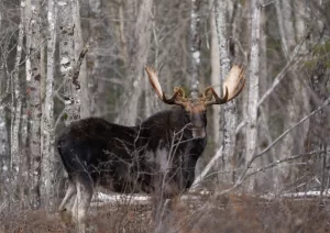 bull moose in the maine woods