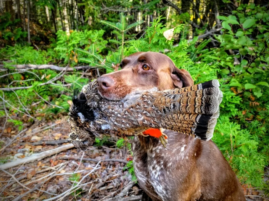 dog holding partridge in mouth