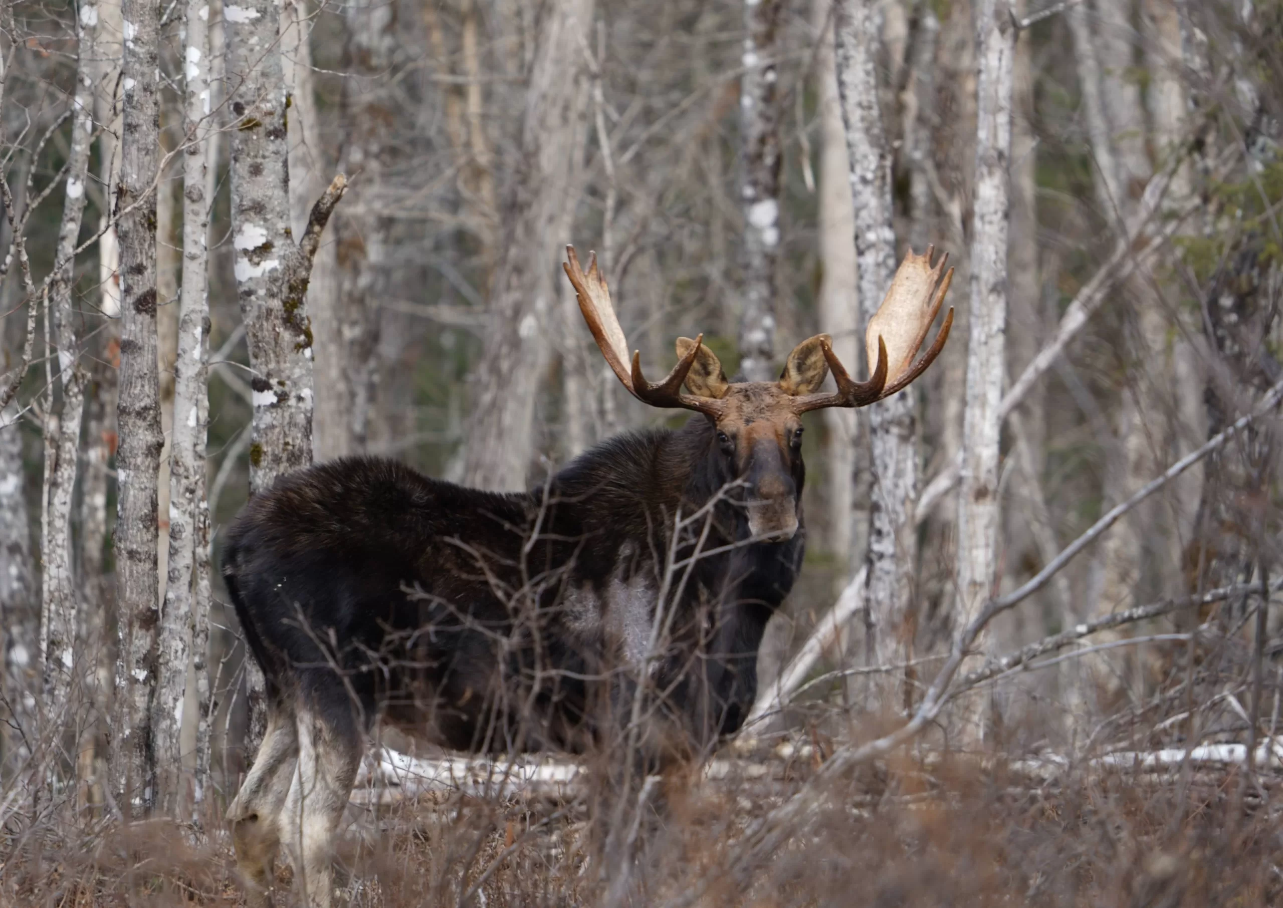 bull moose in the maine woods