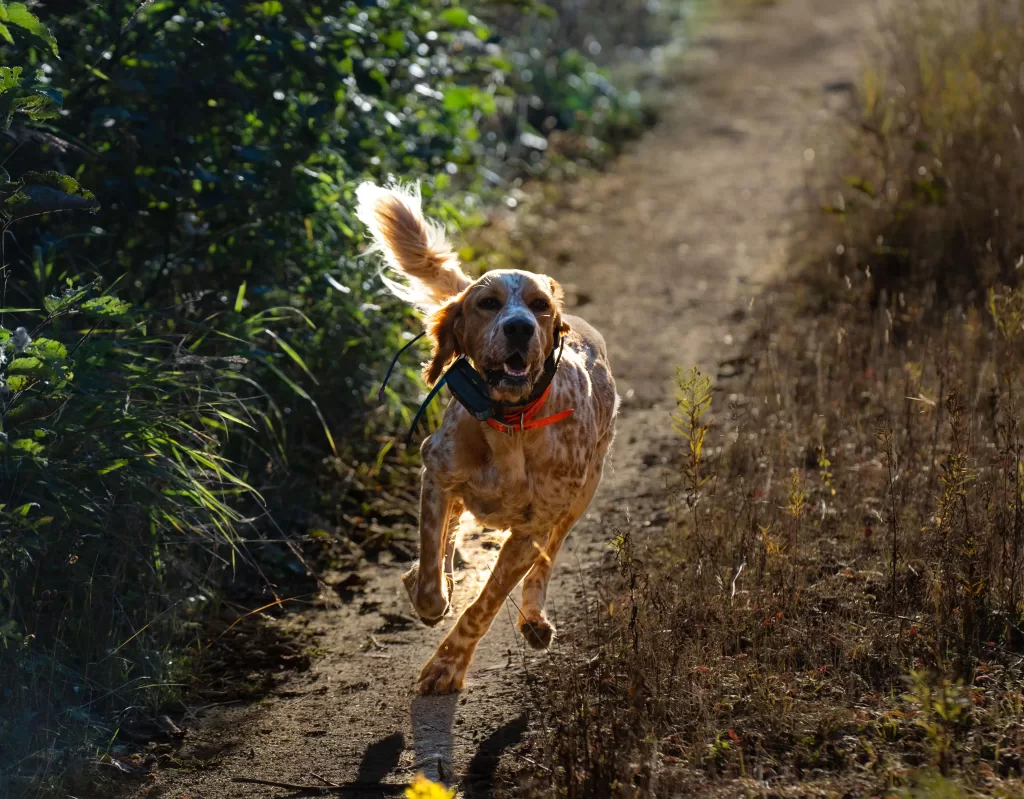 hunting dog running down a trail