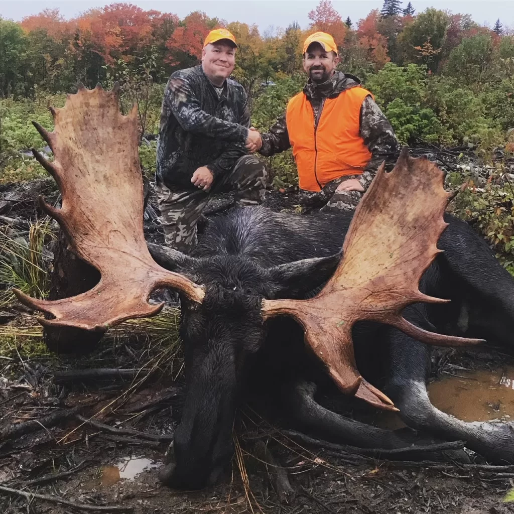 two maine moose hunters shake hands and pose with large moose after a hunt