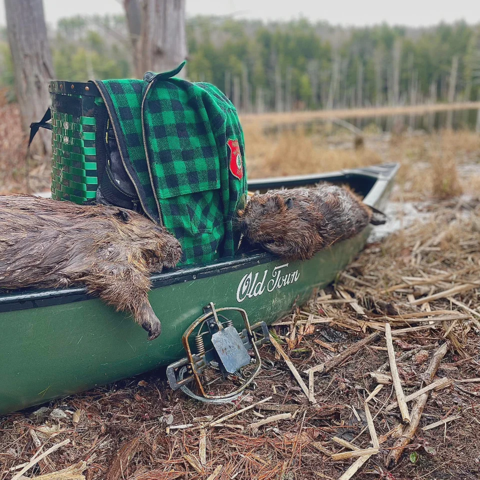 Beavers in a canoe with a trap leaning against it