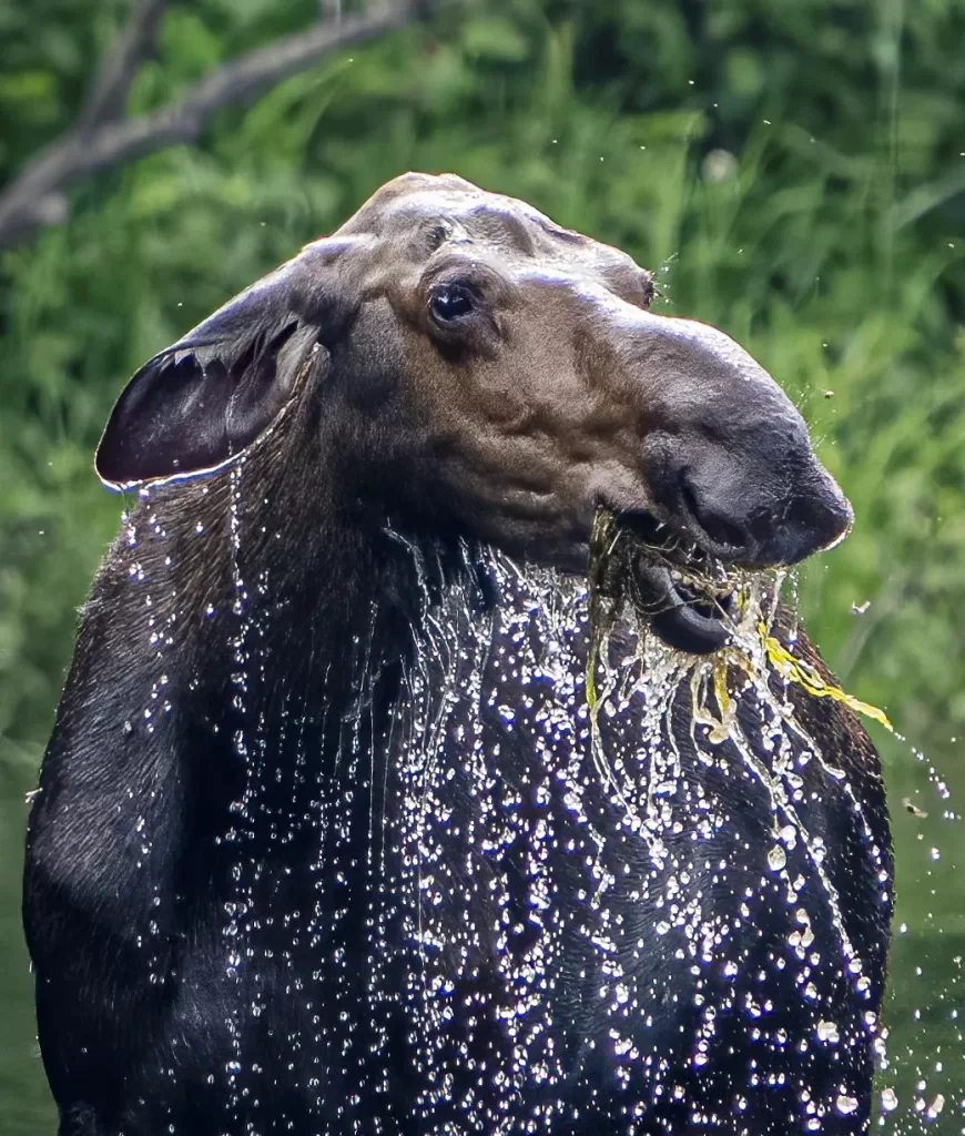 a cow moose feeding
